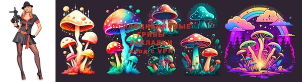 прущие грибы Баксан